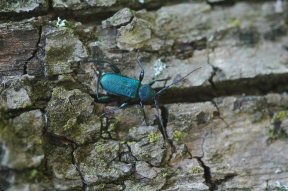 Blauer Scheibenbock (Callidium violaceum)